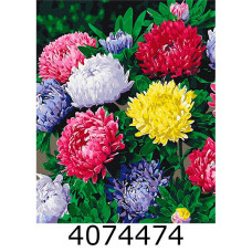 Картина по номерам 40*50см Різнобарвні айстри Brushme BS54120