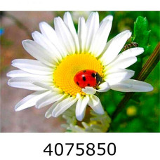 Алмазна мозаїка 40*50 