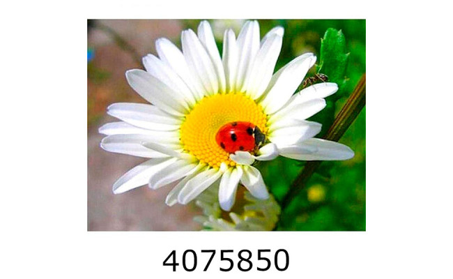 Алмазна мозаїка 40*50 